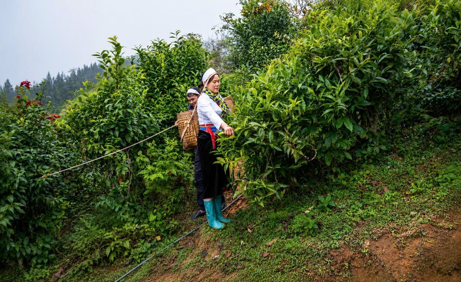 Người dân xóm Bo Trẳm, xã Vân Sơn, tỉnh Phú Thọ hái chè sớm. Ảnh: Hải Đăng
