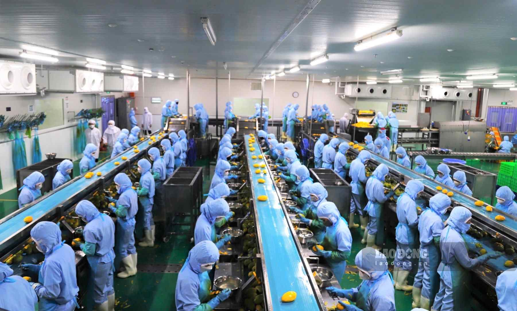 The processing industry in Lam Dong promotes the advantages of raw materials, continuing to play a driving role in local economic growth. Photo: Phuc Khanh.