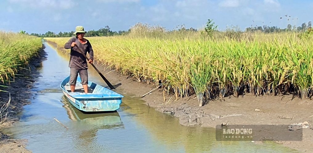 Mô hình lúa tôm tại Cà Mau được xem là phát triển bền vững, phù hợp với chuyển đổi xanh. Ảnh: Nhật Hồ.