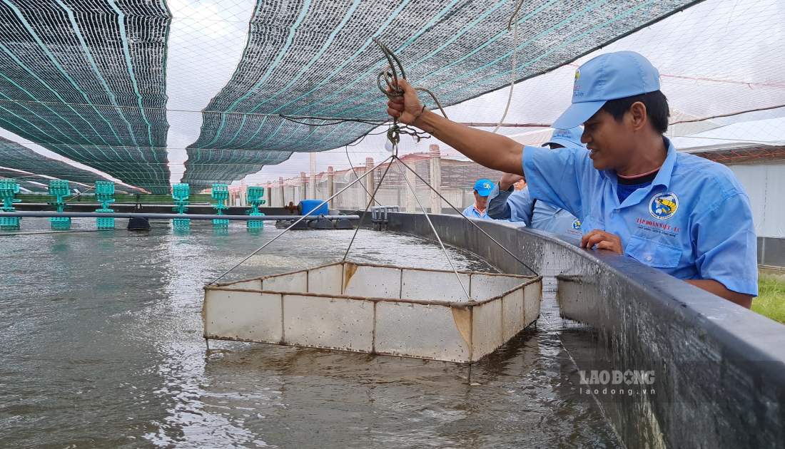 Mô hình nuôi tôm 4.0 tại tỉnh Cà Mau phát triển mạnh. Ảnh: Nhật Hồ.