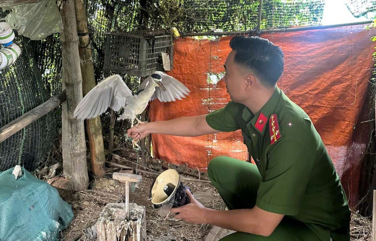 Cơ quan Công an tạm giữ các cá thể và phương tiện dùng để thực hiện hành vi vi phạm. Ảnh: Công an tỉnh Hưng Yên