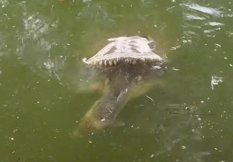 Turtle-like individual appears in Hoan Kiem Lake, it is not yet possible to determine what species it is. Photo cut from clip