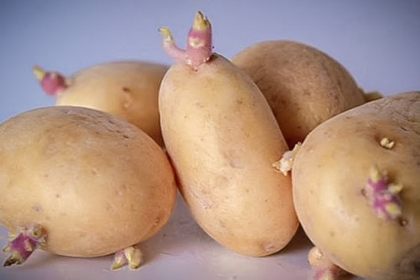 After the incident of a 69-year-old woman dying after a meal with sprouted potatoes, Nam Dan Health Center recommends people to choose and use safe food. Photo: Nam Dan Health Center