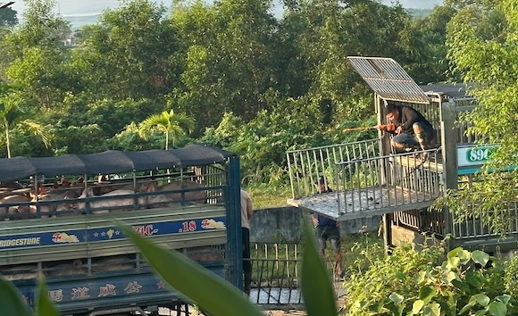Diseased pigs are transported by subjects from northern provinces to Quang Tri. In the photo, pigs are transferred to cars to be transported to slaughterhouses. Photo: Quang Tri Provincial Police