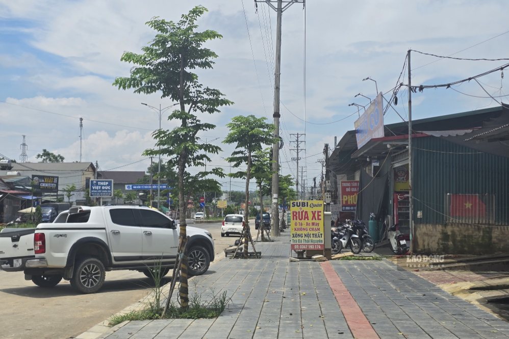 Cây xanh đã được trồng, đèn chiếu sáng đã được lắp đặt. Ảnh: Tô Công