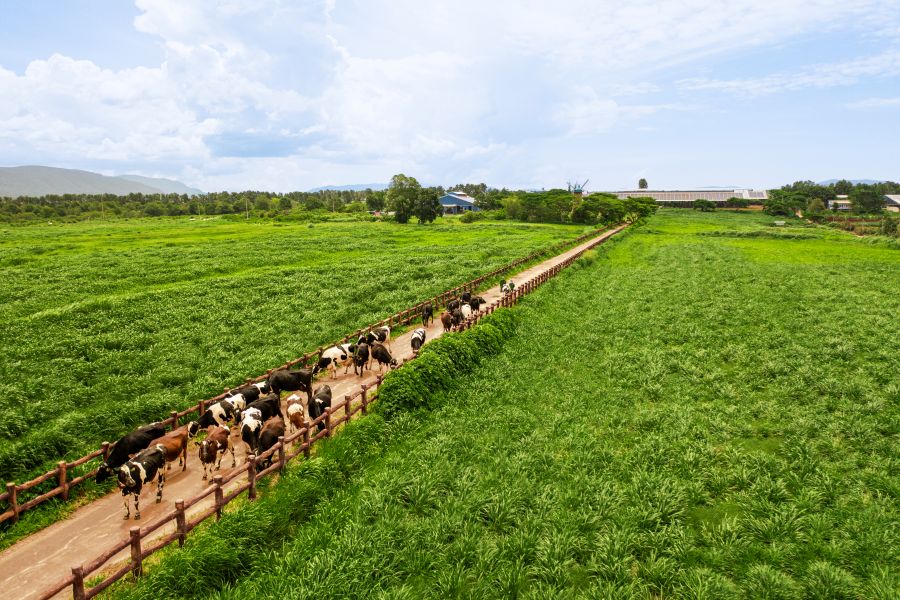 Đặt nền móng cho ngành chăn nuôi bò sữa Việt Nam, Vinamilk hiện sở hữu hệ thống 15 trang trại đạt chuẩn Global S.L.P với năng lực cung ứng khoảng 1,1 triệu lít sữa tươi/ngày. Ảnh: Vinamilk