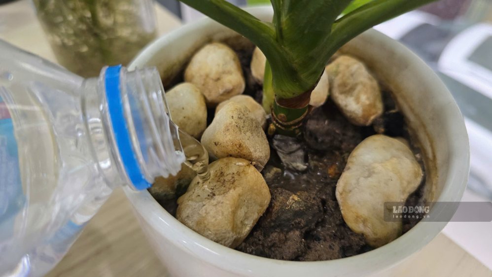 Quelques étapes d'arrosage incorrectes rendront la plante facilement mouillée, flétrie, entraînant la mort de la plante. Photo: Tuấn Đạt