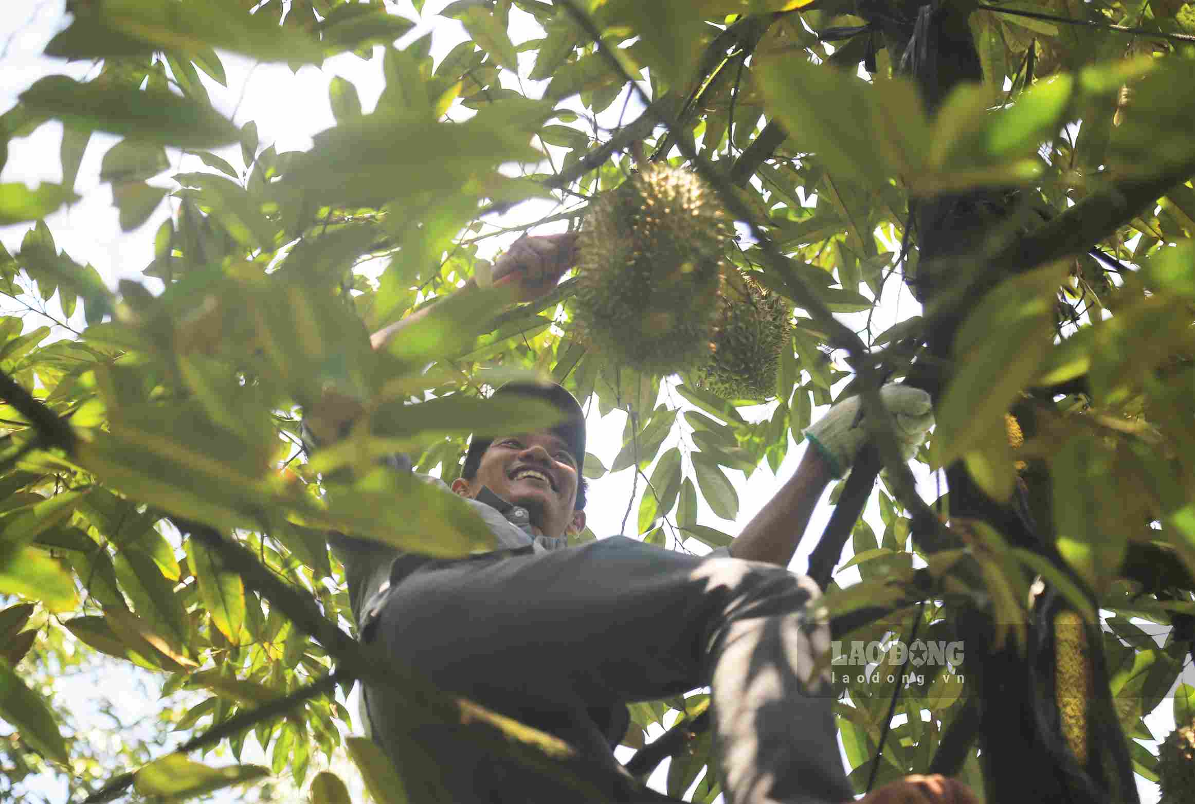 El oficio de golpear durian genera ingresos de millones de VND al día para muchos trabajadores locales durante la temporada de cosecha. Foto: Phuc Khanh