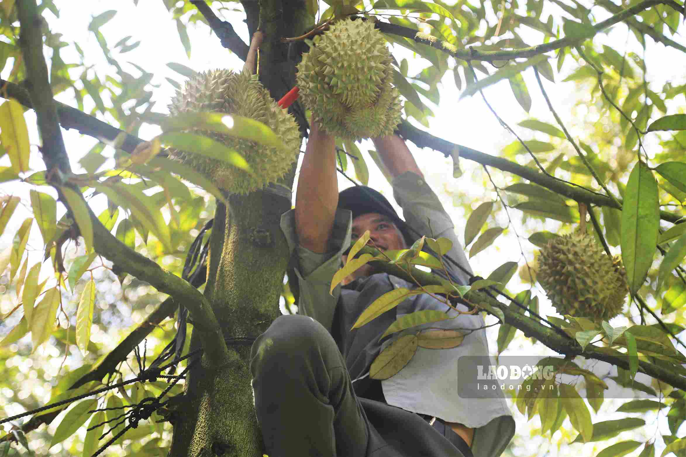 Người thợ gõ sầu riêng có thể đạt thu nhập tiền triệu đồng mỗi ngày trong mùa thu hoạch. Ảnh: Phúc Khánh