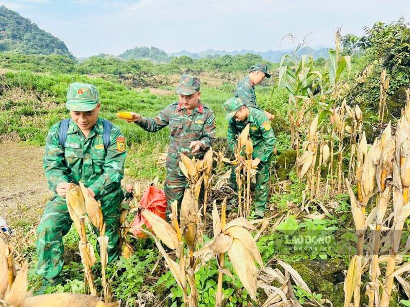 Các cán bộ hỗ trợ người dân thu hoạch nông sản. Ảnh: Hoàng Chính