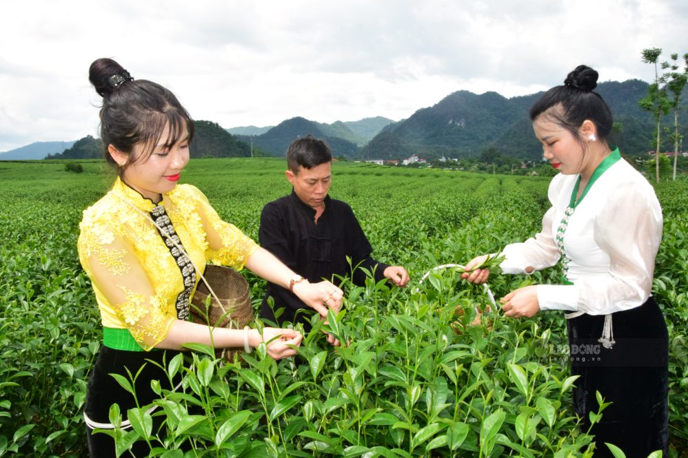 Những đồi chè xanh mướt xã Bình Thuận, tỉnh Sơn La thu hút khách du lịch trải nghiệm. Ảnh: Trường Sơn