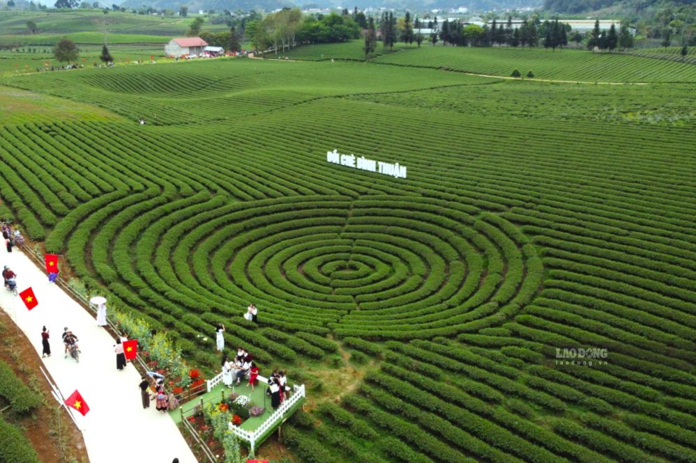 Tea hill in Binh Thuan commune at the foot of Pha Din Pass attracts tourists to experience. Photo: Binh Khiem