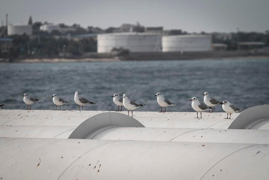 Oil pipeline on Kharg Island in the Persian Gulf, southern Iran. Photo: Xinhua
