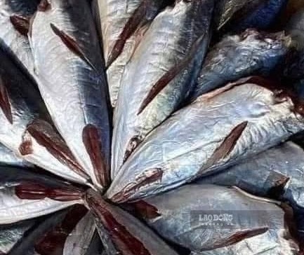 Housewives need to know how to choose fish to supplement omega-3 for family meals effectively. Photo: Kieu Vu