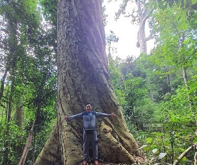 The rare agarwood tree complex creates a unique and biodiversity natural forest value of Gia Lai. Photo: THANH TUAN