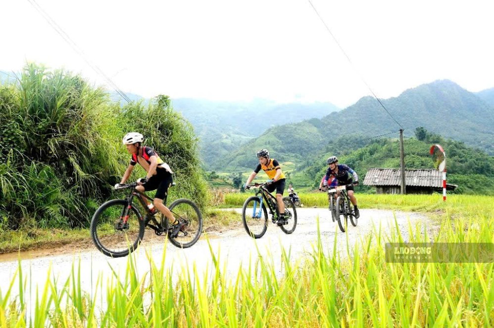 Muong Bo (Lao Cai) abre un camino turístico desde los giros en medio de la temporada de arroz maduro. Foto: An Vi