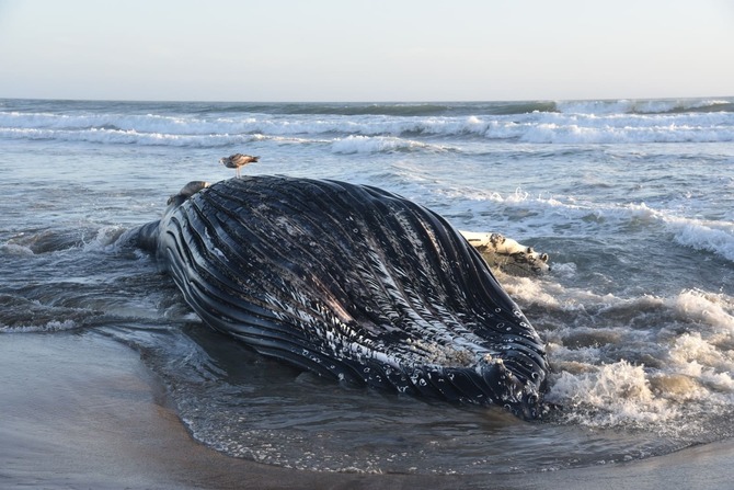 Whales drift to the coast of Monterey Bay after dying from toxic algae, amid rising sea temperatures in California, USA. Photo: University of California, Santa Cruz