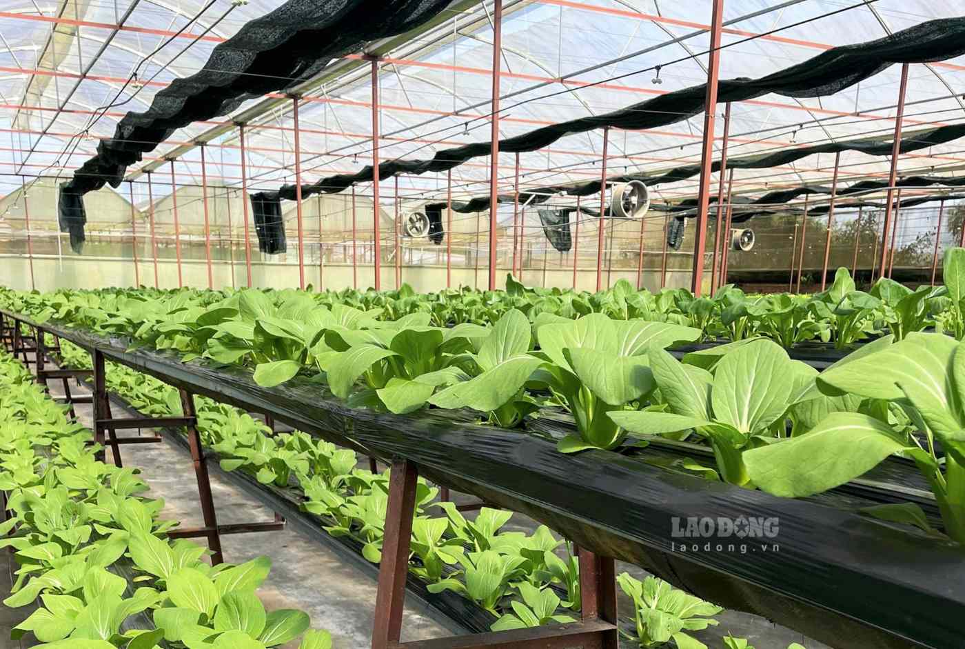 Các loại rau được trồng theo hướng công nghệ cao tại trang trại của anh Đinh Tiến Đăng. Ảnh: Phúc Khánh