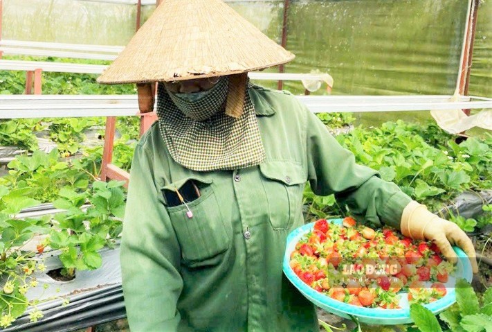 Công nhân thu hoạch dâu tây tại trang trại của gia đình anh Đinh Tiến Đăng ở Đà Lạt. Ảnh: Phúc Khánh