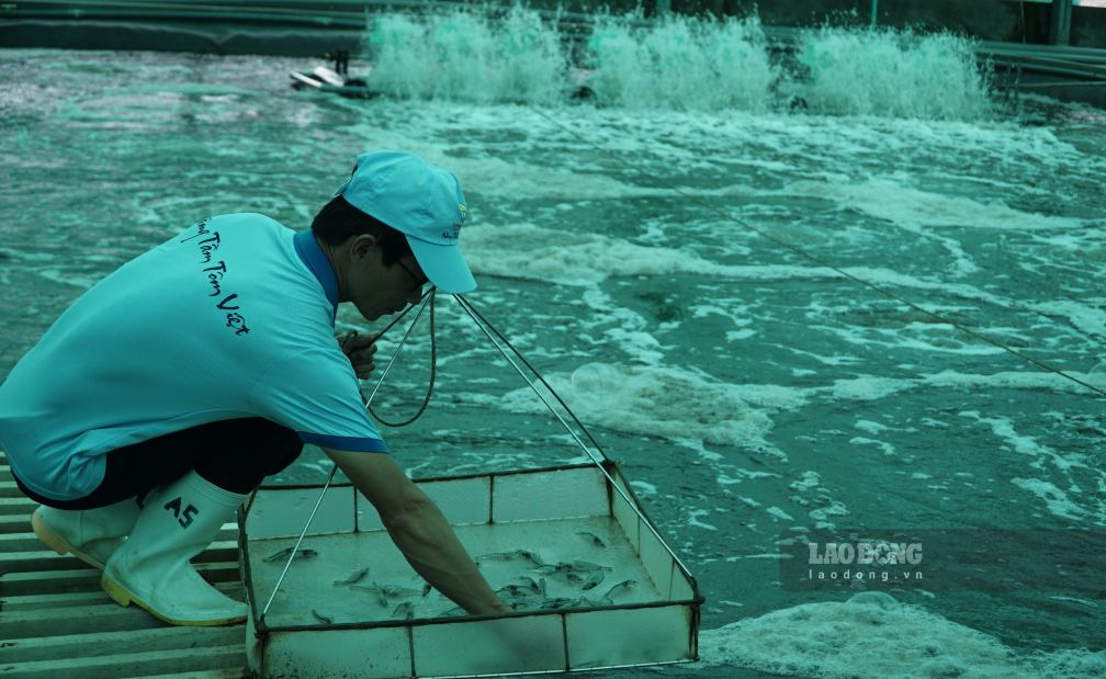 Mô hình nuôi tôm siêu thâm canh mật độ cao tại Cà Mau. Ảnh: Nhật Hồ.