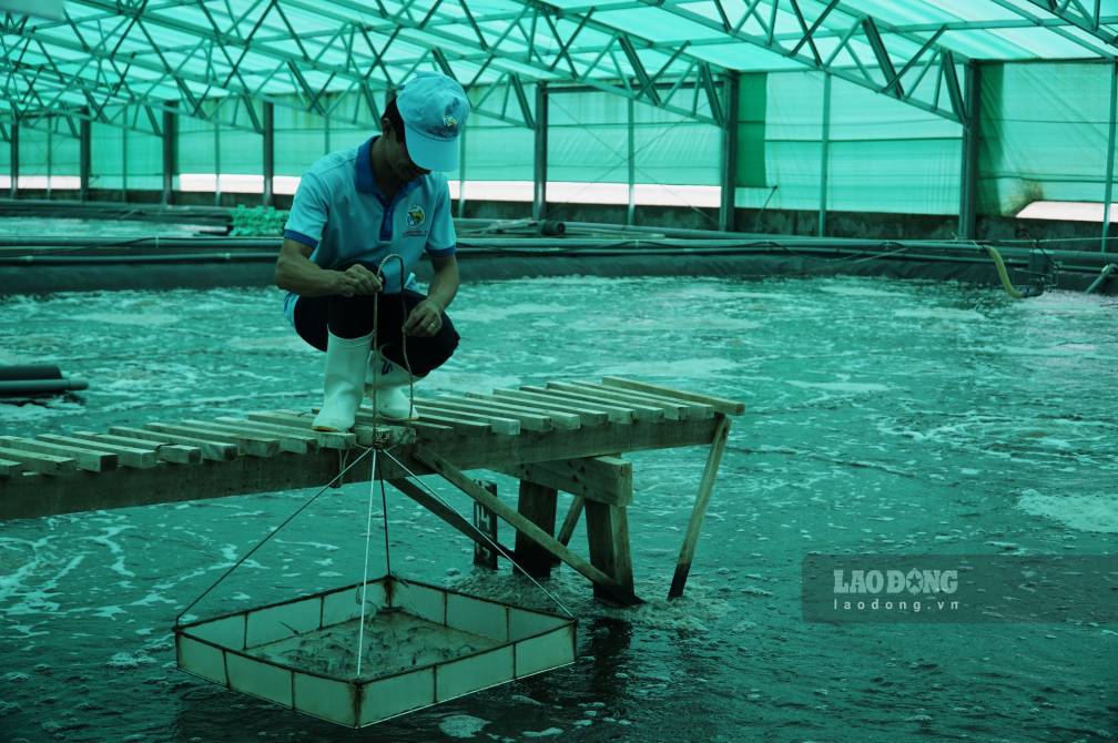 Mô hình nuôi tôm siêu thâm canh mật độ cao tại Cà Mau. Ảnh: Nhật Hồ.