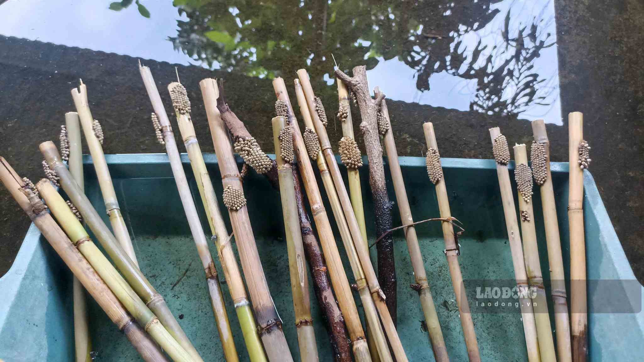 Ảnh: Nguyễn Trường