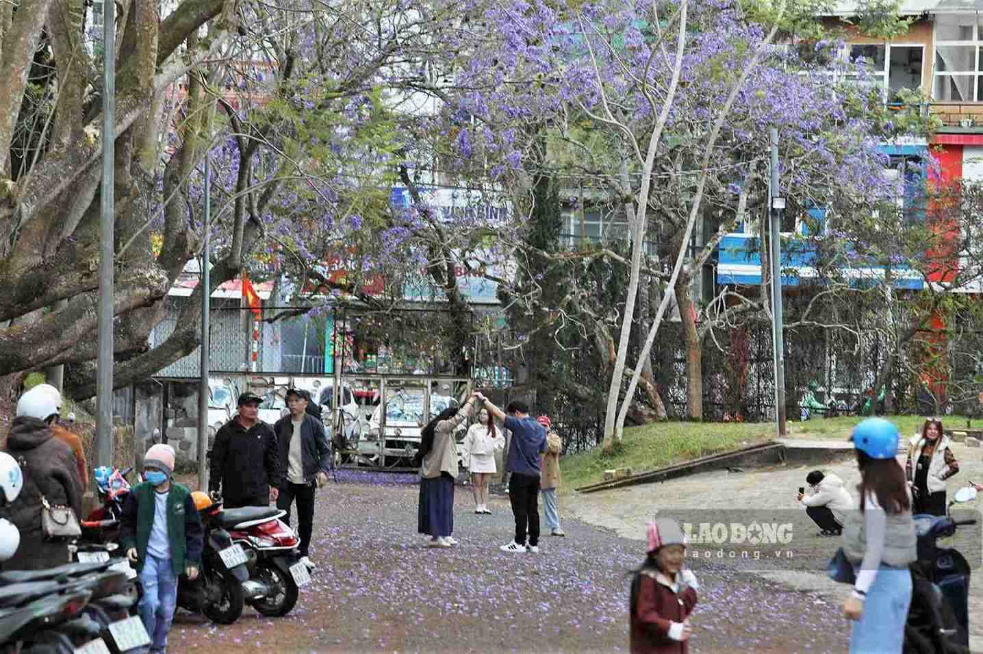 Phượng tím nở rộ, tạo điểm nhấn đặc trưng và thu hút du khách đến với Đà Lạt. Ảnh: Phúc Khánh