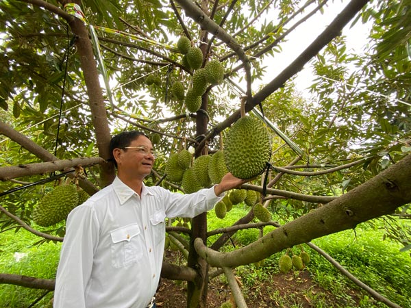 Organic agricultural production will help people and export businesses achieve sustainable profits. Photo THANH TUAN