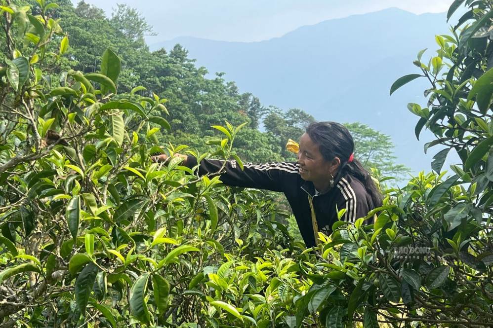 Chè shan tuyết cổ thụ Tà Xùa được người dân thu hái thủ công. Ảnh:Trường Sơn