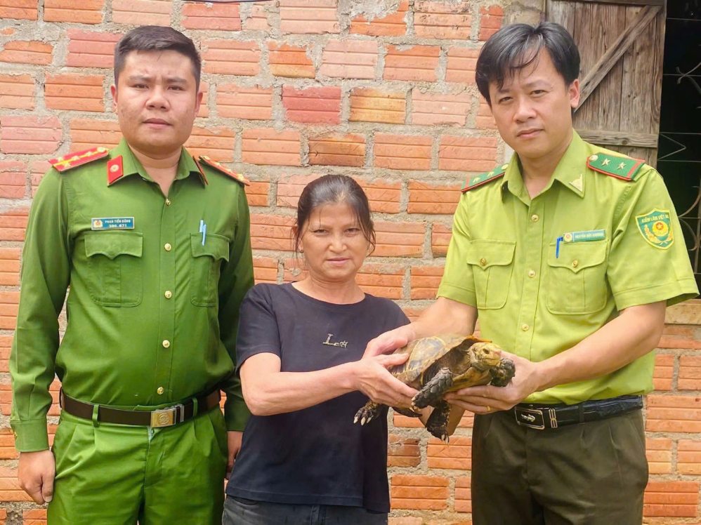 People hand over precious gold mountain turtles to functional agencies. Photo Gia Lai Police