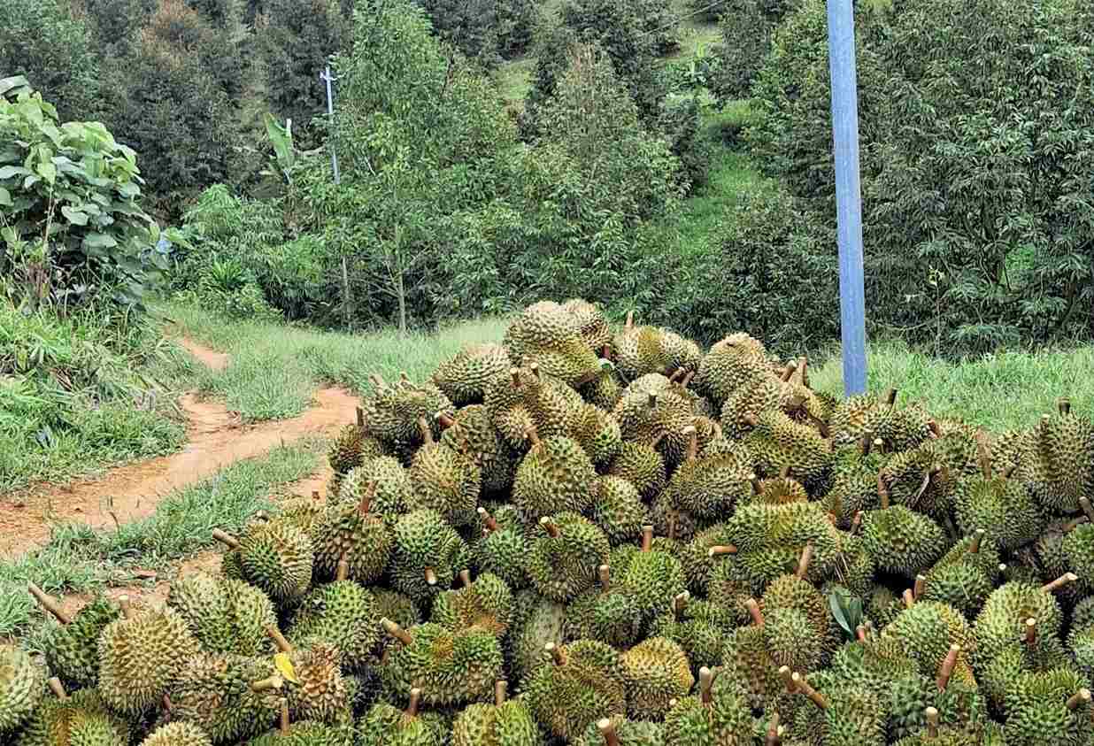 Lâm Đồng thu hồi 