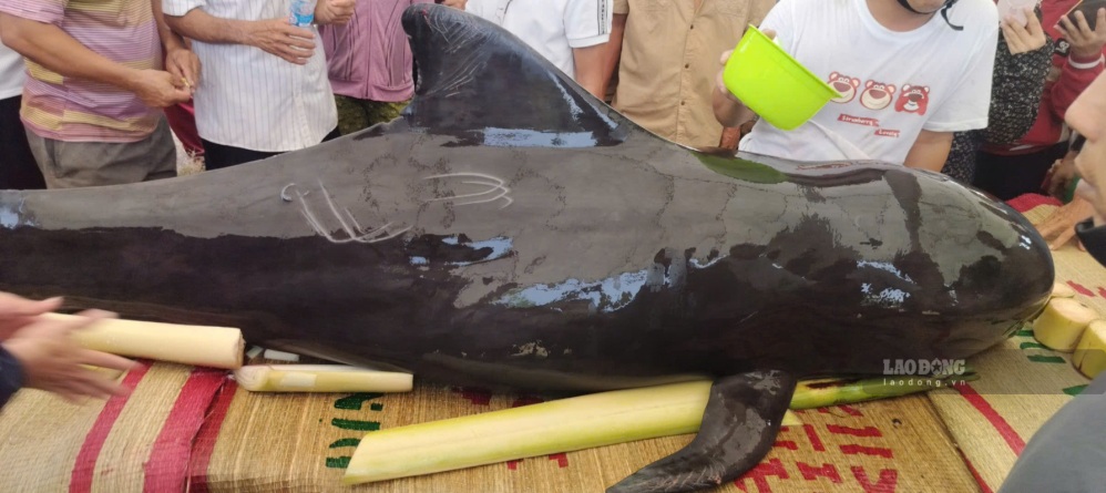 People in Van Tuong commune, Quang Ngai province organize dolphin burial according to traditional customs. Photo: Dong Giang