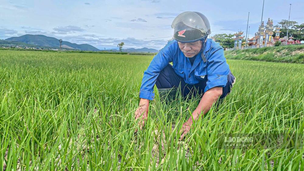 Ông Nguyễn Duy Huỳnh kiểm tra ruộng lúa thời điểm khô hạn. Ảnh: Thanh Trung
