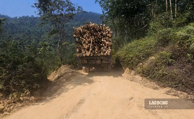 A truck carrying acacia out of the forest exploitation area. Photo: Phuc Dat.