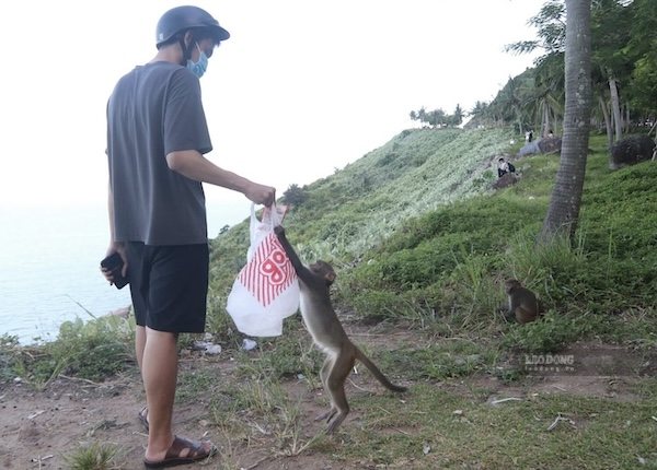 Da Nang renforce la sensibilisation, examine et installe des panneaux d'avertissement supplémentaires interdisant la nourriture aux singes dans toute la péninsule de Son Tra. Photo: Nguyen Linh