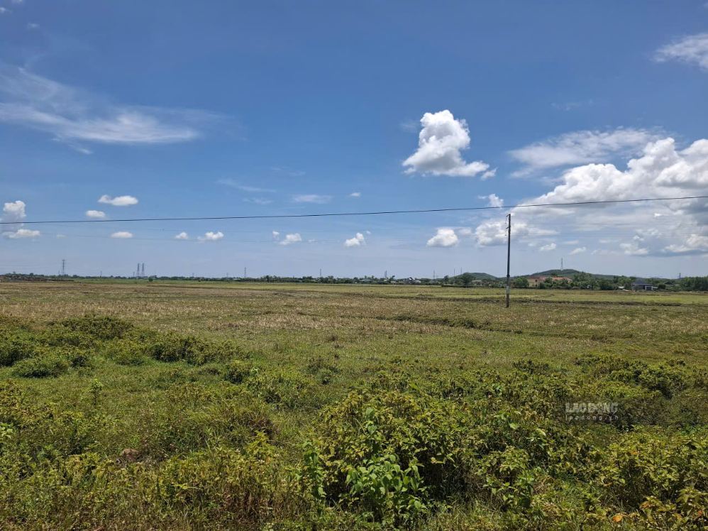 A fairly large area of abandoned rice fields in Cam Due commune, Ha Tinh province due to difficulties in irrigation water sources in the summer-autumn crop of 2026. Photo: Tran Tuan