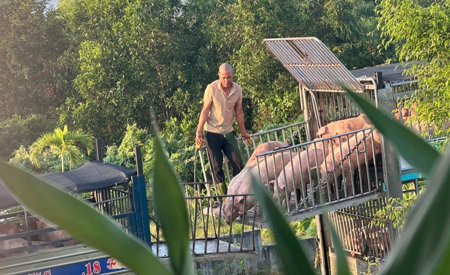 Diseased pigs are transferred from northern provinces, brought into Quang Tri province and then transferred to small trucks to be taken to slaughterhouses. Photo: Quang Tri Provincial Police