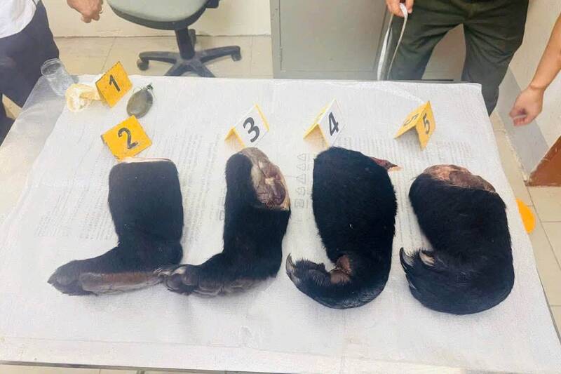4 bears as exhibits at the police station. Photo: According to Son La Provincial Police