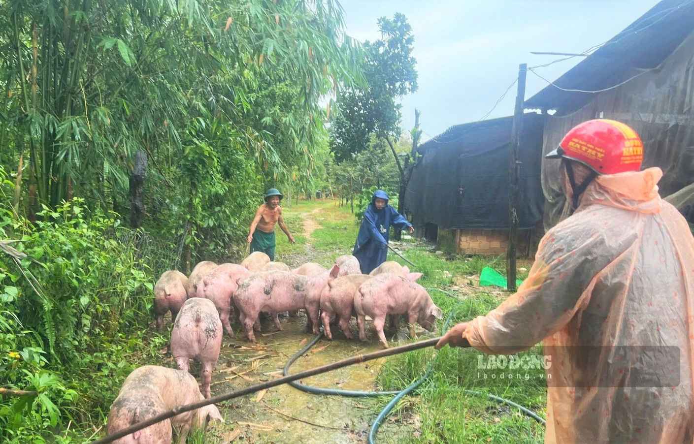Các lực lượng hỗ trợ người dân thôn 6 (xã Đạ Tẻh 2) di dời đàn vật nuôi đến nơi an toàn để phòng chống ngập lụt. Ảnh: Phúc Khánh 