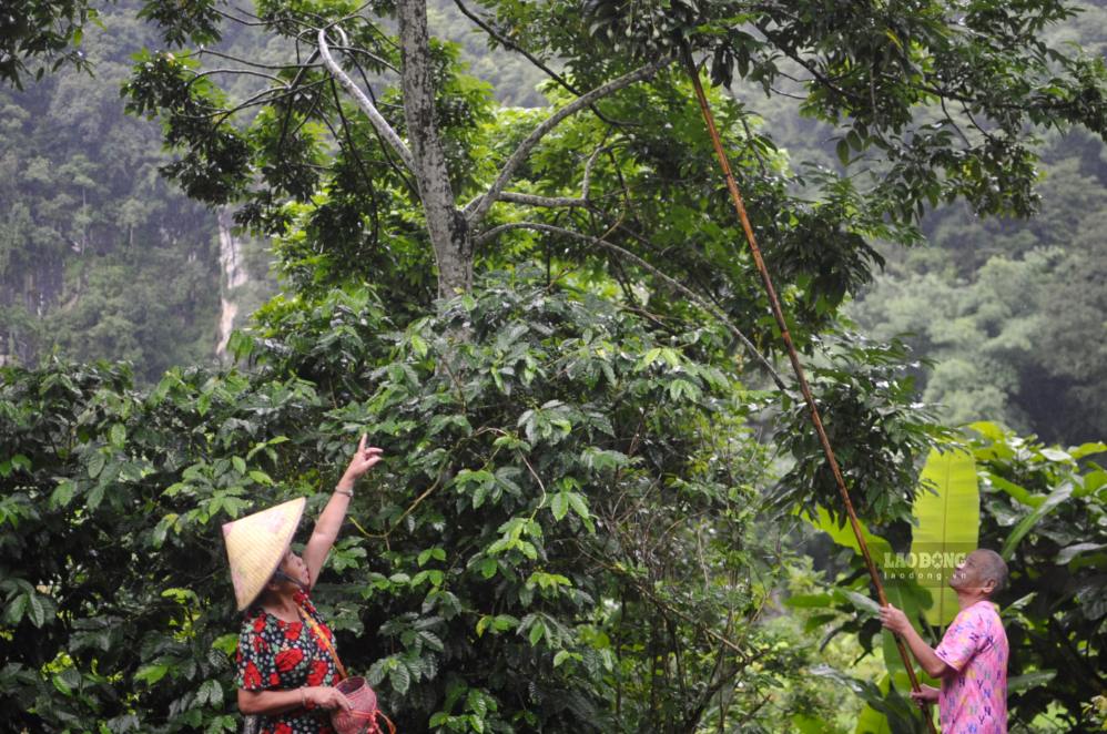 People in Tong Hum village, Chieng An ward, Son La province harvesting black olives. Photo: Truong Son
