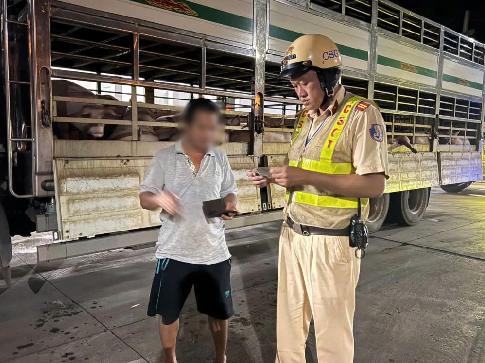 La police de la circulation vérifie les papiers du conducteur transportant des porcs et découvre des substances interdites. Photo: PC08 Police de Hô Chi Minh-Ville
