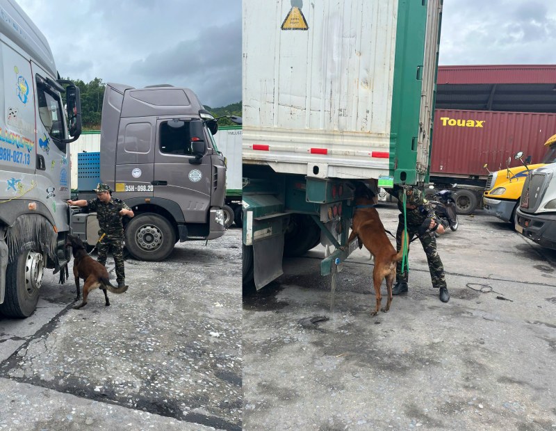 Les chiens policiers contribuent à lutter contre la drogue dans la zone frontalière. Photo: Ánh Dương/Douanes du poste frontière international de Thanh Thủy