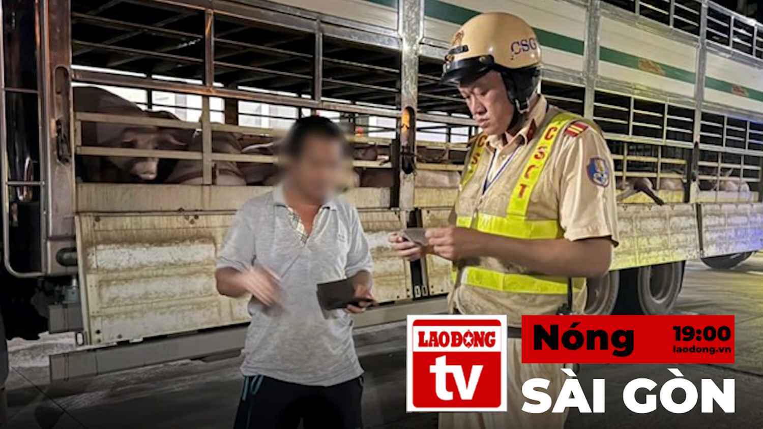 Saigon Hot News: Transfer to the police agency to investigate the case of 201 pigs testing positive for banned substances
