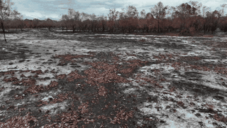 Protection forest on sand lacks forest trees. Photo: Reporter