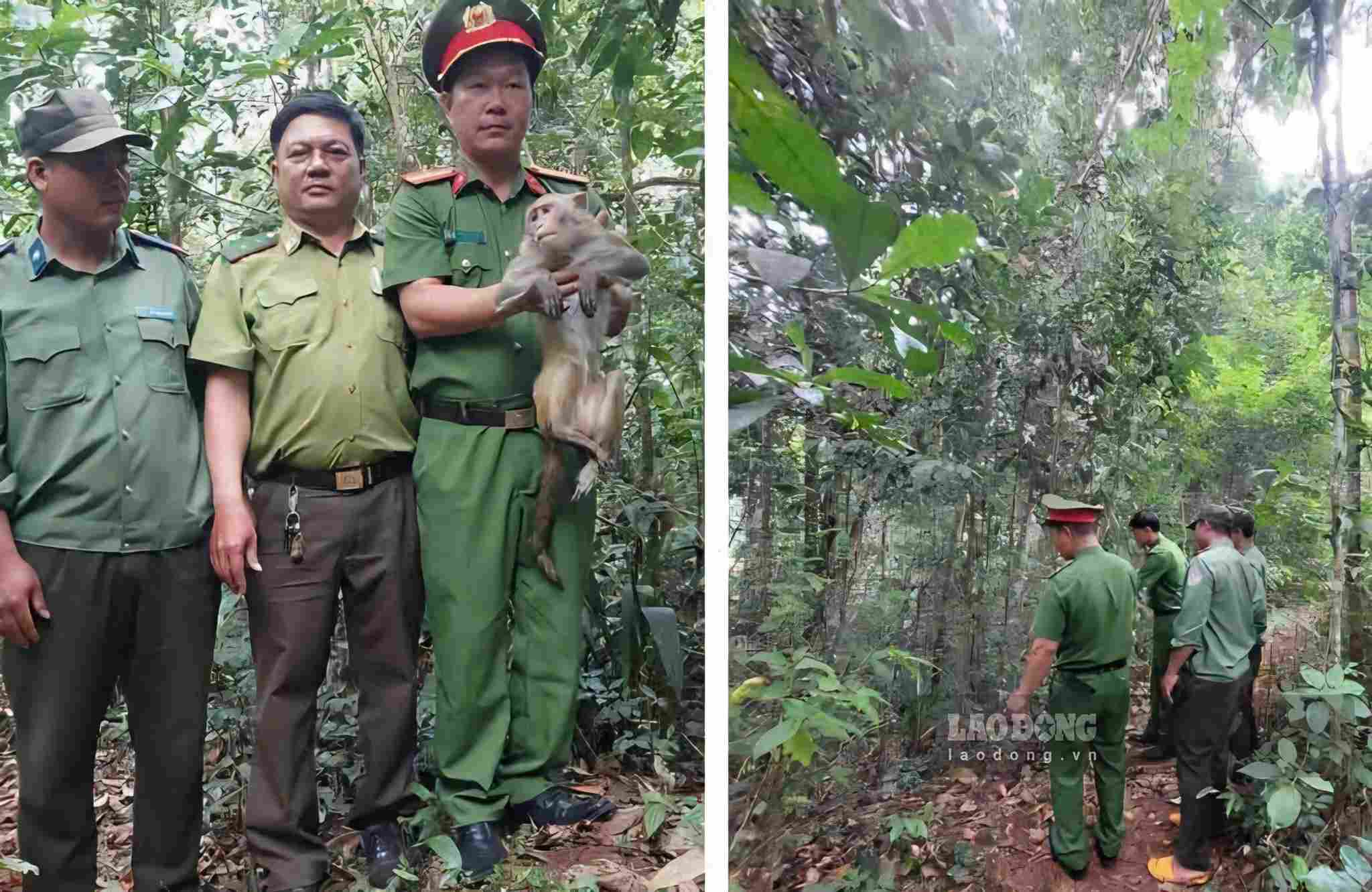 Functional forces of Quang Tin commune re-release the monkey back to its natural environment. Photo: Than Hy