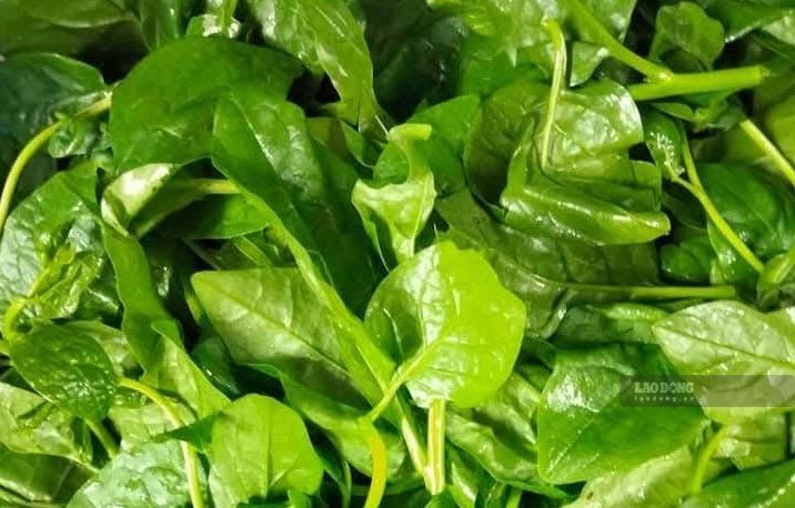 Malabar spinach is one of the vegetables that can help stabilize blood sugar. Photo: Kieu Vu