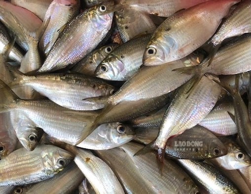 Sardines are said to be one of the fish least contaminated with mercury and an effective source of omega-3. Photo: Kieu Vu