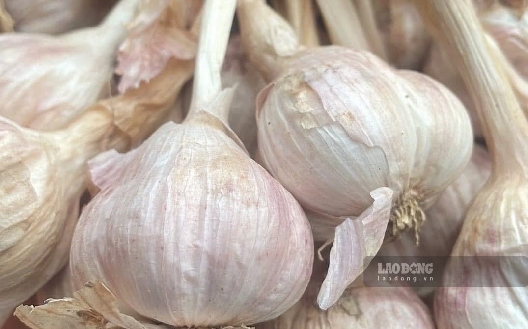 Garlic is a spice believed to have the ability to support increased liver function. Photo: Kieu Vu