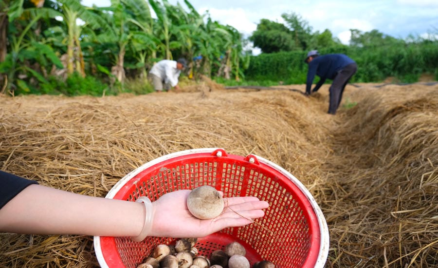 Nấm rơm loại 1 đảm bảo chất lượng phân phối tại cửa hàng, siêu thị. Ảnh: Phong Linh