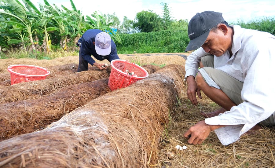 Straw mushroom growing feeds many families in the Mekong Delta. Photo: Phong Linh
